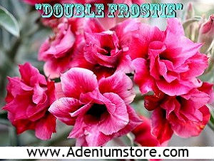 Adenium Obesum 'Double Frostie' x 5 Seeds